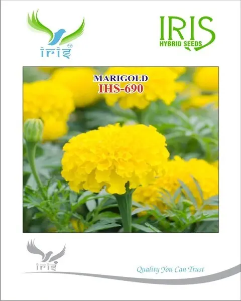 Iris Op Marigold Yellow Ihs-690 1