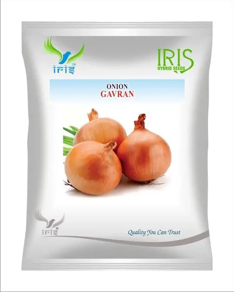 Iris Op Onion Gavaran 1