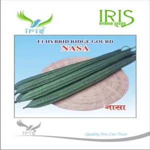 Iris Hybrid Ridge Gourd Nasa - Fast Growing, Strong Plant, Long Deep Ridges 1