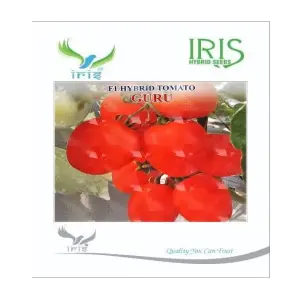 Iris Hybrid Vegetable Seeds F1 Hybrid Tomato Guru 1
