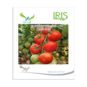 Iris Hybrid Vegetable Seeds F1 Hybrid Tomato Ihs-045 1