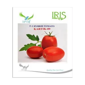 Iris Hybrid Vegetable Seeds F1 Hybrid Tomato Kartik 09 1