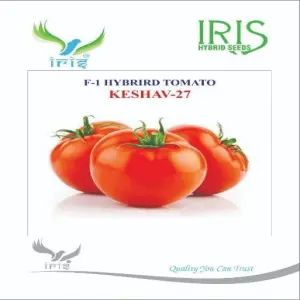 Iris Hybrid Vegetable Seeds F1 Hybrid Tomato Keshav 27 1