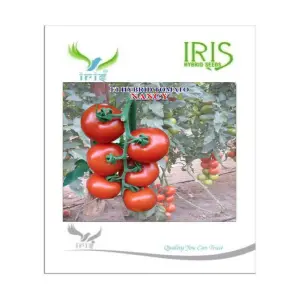 Iris Hybrid Vegetable Seeds F1 Hybrid Tomato Nancy 1