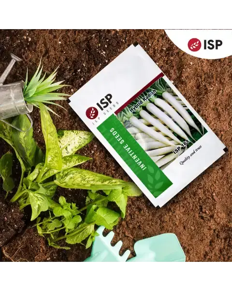 Isp161 Radish Seeds – Long White Roots, Tasty & Early-Maturing 1