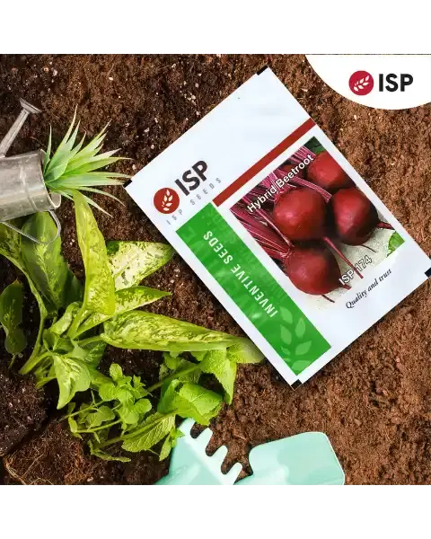 Isp174 Hybrid Beetroot 1