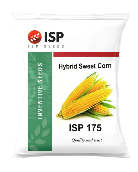 Isp175 Sweet Corn 1