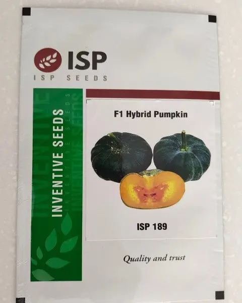 Isp189 Pumpkin Small - Dark Green 1