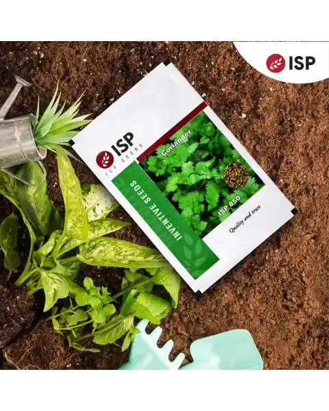 Isp850 Coriander 1