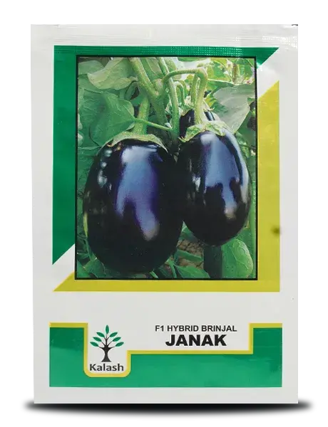 Kalash Janak F1 Hybrid Brinjal Seeds 1