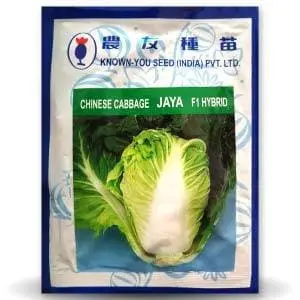Jaya Chinese Cabbage 1