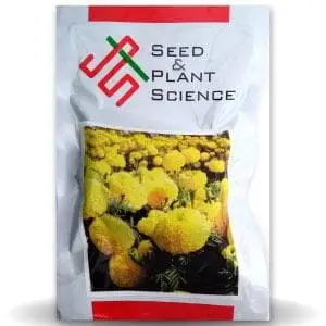 Jet Yellow Marigold 1