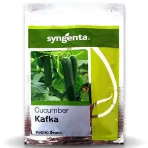 Syngenta Kafka Cucumber Seeds 1