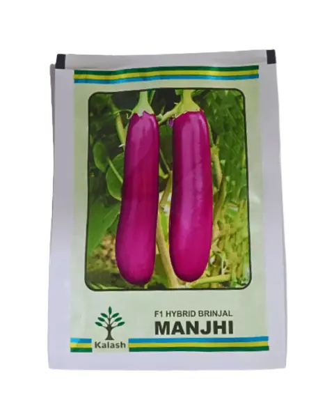 Kalash Manjhi F1 Hybrid Brinjal Seeds 1