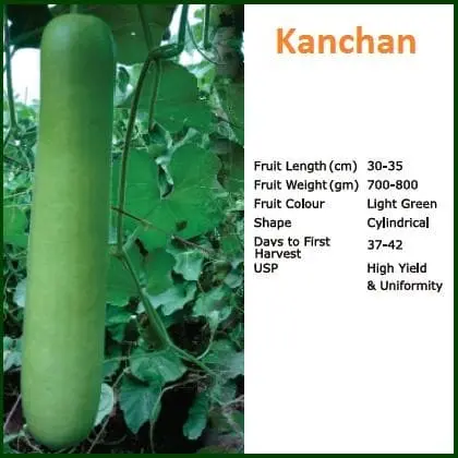 Kanchan Bottle Gourd ( कंचन लौकी ) 2