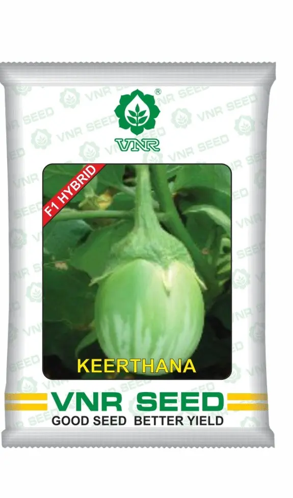 Keerthana F1 Hybrid Brinjal Seeds - Early Maturity, Green Variegated, High Yield 1