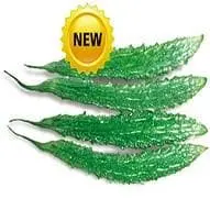 Kewal Bitter Gourd ( केवल करेला ) 1
