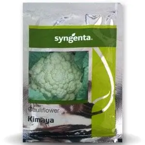Kimaya Cauliflower Seeds - Dome Curd, Rapid Growth, High Yield 1