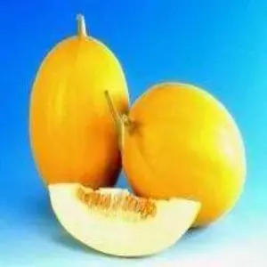 Kohinoor Musk Melon 1