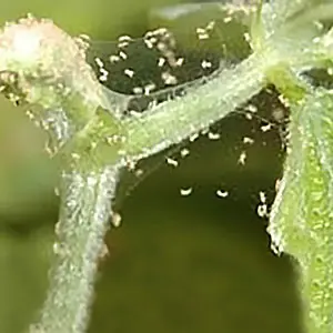 Lepido Insecticide (Chlorfenapyr 10% Sc) – Effective Against A Range Of Pests 2