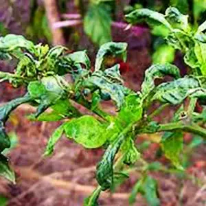 Lepido Insecticide (Chlorfenapyr 10% Sc) – Effective Against A Range Of Pests 3