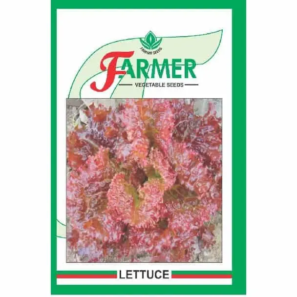 Lola Rossa Lettuce 1