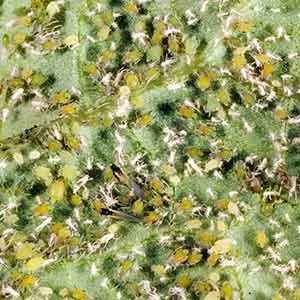 M-Star Insecticide (Bifenthrin 10% Ec) - Broad Spectrum Control 2