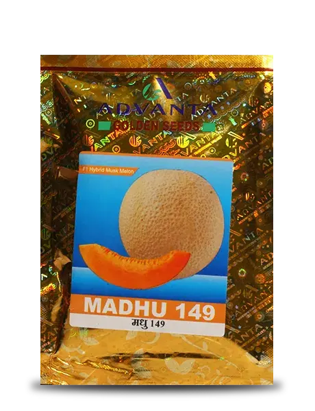 Madhu 149 Musk Melon 1