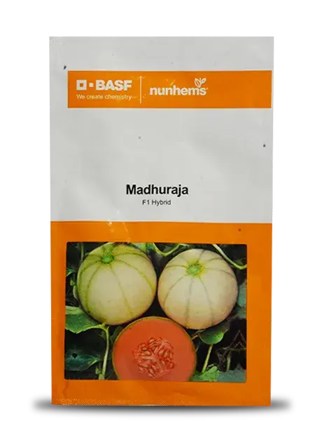 Madhuraja Muskmelon Seeds - F1 Hybrid | Nunhems 1