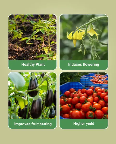 Multiplex Mahaphal Bio Stimulant - Boosts Yield Quality & Quantity 3