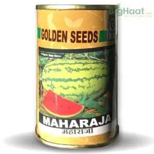 Maharaja Watermelon 1
