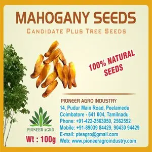 Mahogany Tree Seeds (Swietenia Mahagoni): Grow Premium Timber Trees 2