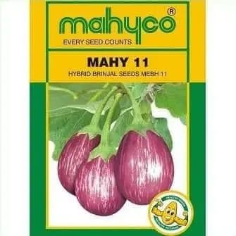 Mahy 11 (Mebh 11) Brinjal Seeds - Early Maturity, Non- Spiny, Purple Striped 1