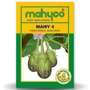 Mahy 4 Mhb-4 Brinjal 1