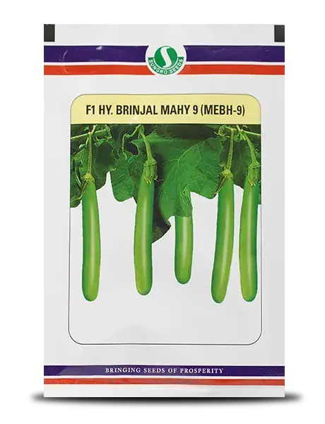 Sungro 9 Mebh-9 Brinjal 1