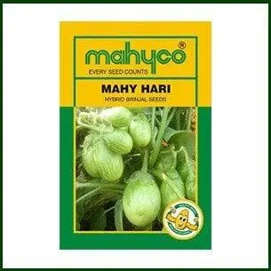 Mahy Hari-115 Brinjal 1