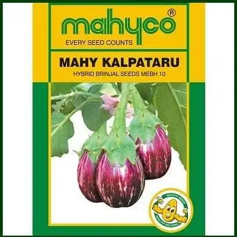 Mahy Kalpataru Mebh -10 Brinjal Seeds 1
