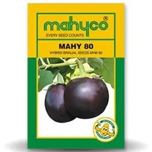 Mahy Mhb-80 Brinjal 1