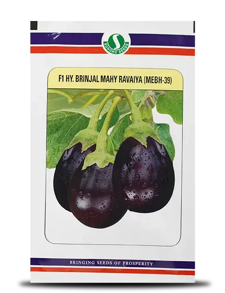 Mahy Ravaiya Mebh-39 Brinjal Seeds - Oval, Reddish Purple, High Yield 1