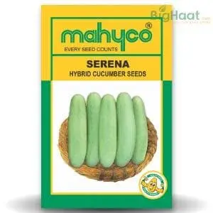 Mahy Serena Cucumber 1