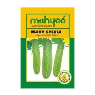 Mahy Sylvia Cucumber 1