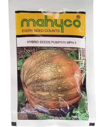 Mph-1 Hybrid Pumpkin Seeds By Mahyco – Orange-Yellow Fruits With Long Shelf Life 1