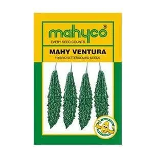 Ventura Bittergourd ( वेंचुरा करेला ) 1