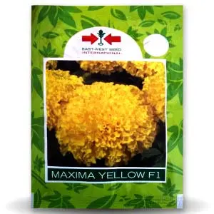 Maxima Yellow Marigold 1