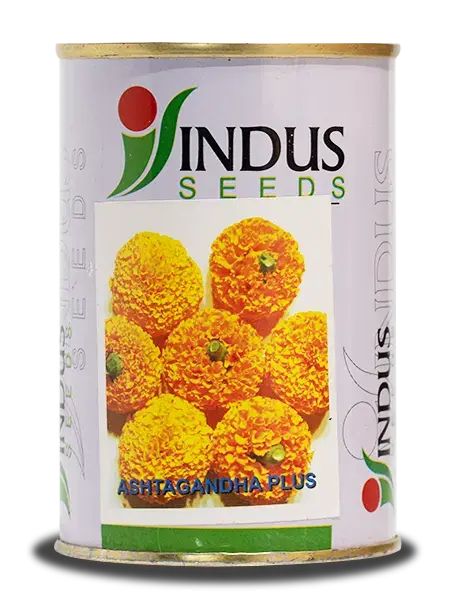 Ashtagandha Plus Marigold Seeds, Suitable For Long Distance Shipping 1
