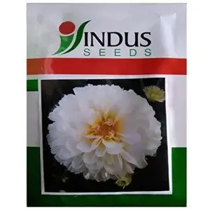 Indus Bijilee Shubhra Snow White Seeds 1