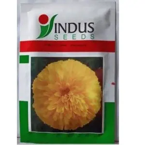 Indus Bijilee Yellow Moon Seeds 1