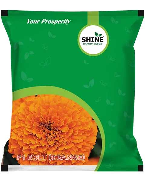 Shine Bolt Orange F1 Marigold Seeds - Vibrant, Disease Tolerant 1