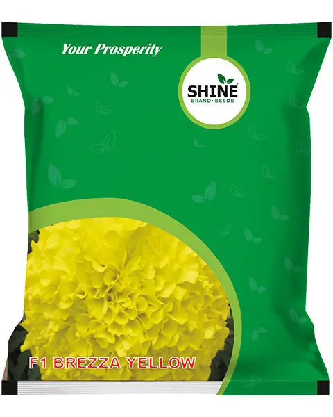 Marigold Brezza Yellow F1 - Attractive, Disease & Virus Tolerant 1