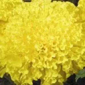 Yellow Max 2 Marigold 1